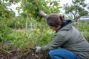 Himbeeren schneiden – Anleitung für den Rückschnitt