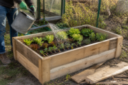 Ein einfaches günstiges Hochbeet aus Holzbrettern wird mit jungem Gemüse bepflanzt und gegossen [Bildinhalt mit KI erstellt]
