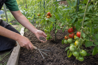 hornspäne tomaten test editorial [Bildinhalt mit KI erstellt]