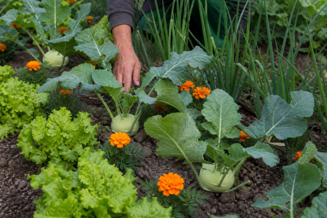 Kohlrabi wächst in Mischkultur mit Salat, Zwiebeln und Tagetes [Bildinhalt mit KI erstellt]