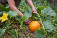 Ein Kürbistrieb wird über Stroh geführt, daneben reift ein orangefarbener Kürbis [Bildinhalt mit KI erstellt]