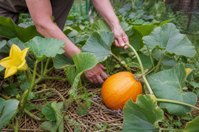 Ein Kürbistrieb wird über Stroh geführt, daneben reift ein orangefarbener Kürbis