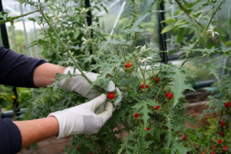 Rote Litschitomaten werden vorsichtig von einer stacheligen Pflanze geerntet
