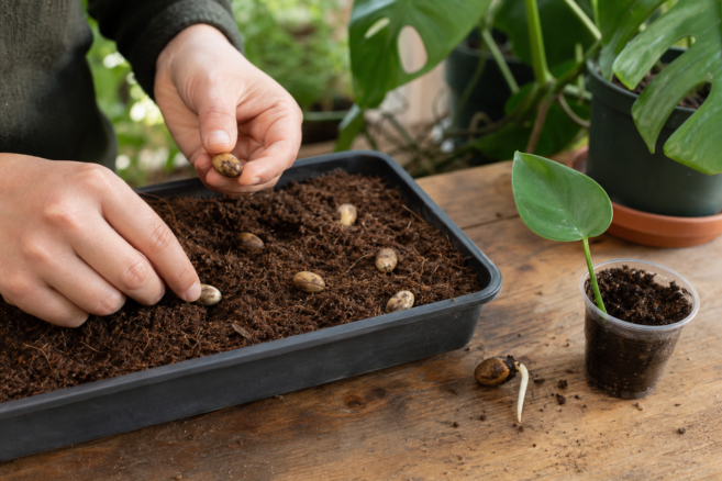 Frische Monstera-Samen werden in eine Anzuchtschale mit lockerem Substrat gesät [Bildinhalt mit KI erstellt]