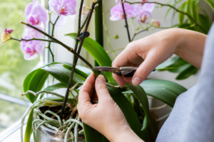 Orchideen schneiden – Anleitung zum Rückschnitt
