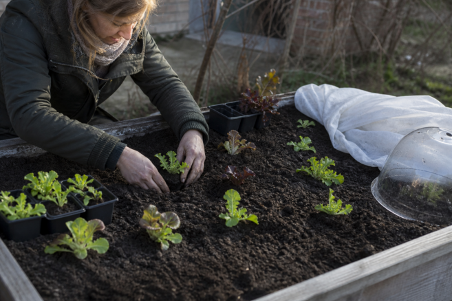 Junge Salatpflanzen werden im zeitigen Frühjahr in ein Hochbeet gesetzt [Bildinhalt mit KI erstellt]