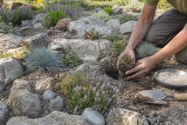 Hauswurz, Sedum und Blauschwingel werden zwischen Natursteinen in mineralisches Substrat gepflanzt [Bildinhalt mit KI erstellt]