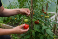 Eine Tomatenpflanze wird angebunden und reife Früchte werden im Gemüsegarten geerntet [Bildinhalt mit KI erstellt]