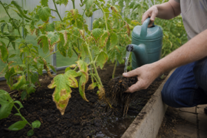 Tomaten überdüngt – was dagegen tun?