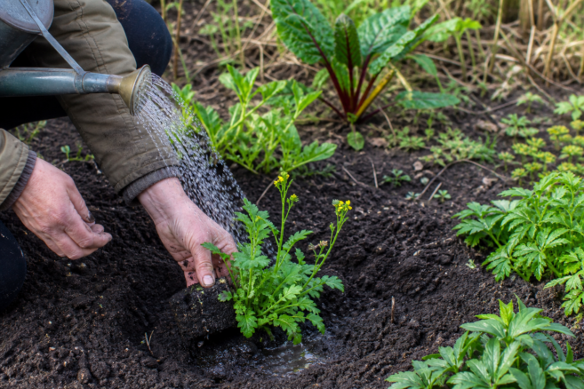 Eine Rosette der Winterkresse wird im kühlen Kräuterbeet gepflegt [Bildinhalt mit KI erstellt]