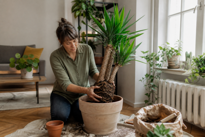 Eine Yucca-Palme wird in einer hellen Wohnung in einen größeren Tontopf umgetopft [Bildinhalt mit KI erstellt]