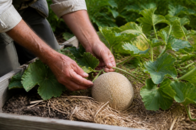Eine reife Zuckermelone wird an der Pflanze im Garten kontrolliert [Bildinhalt mit KI erstellt]