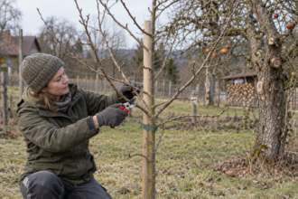 apfelbaum pflegen schneiden editorial
